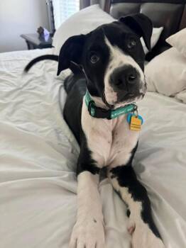 Rescue Shar Pei and Mixed Breed Dogs for Adoption in Fort Worth, Texas - Oreo | PetCurious