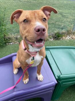 Bianca -  Pit Bull Terrier Dog for Adoption in Cleveland, Ohio - Bianca | PetCurious