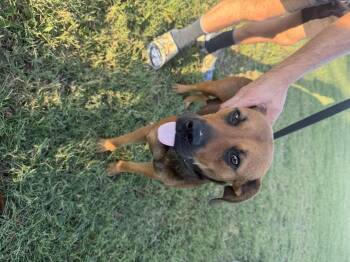 Sydney -  Black Mouth Cur Dog for Adoption in Welling, Oklahoma - Sydney | PetCurious