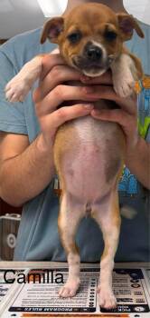 camilla -  Jack Russell Terrier Dog for Adoption in Waverly, Tennessee - Camilla | PetCurious
