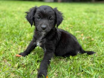 Spaniel and Papillon Dogs Available for Adoption in Coppell, Texas - Nathan | PetCurious