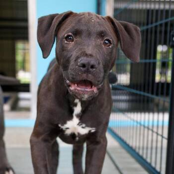 Pit Bull Terrier and Mixed Breed Dogs Available for Adoption in Bradenton, Florida - Maddox | PetCurious