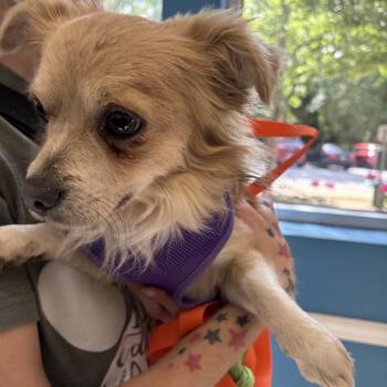 Mixed Breed Dogs Available for Adoption in Columbus, Georgia - 04/21/2026-Stray-NorthLumpkinRoad | PetCurious