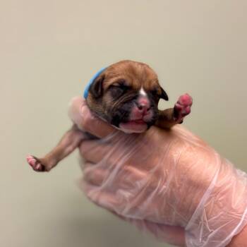 Pigeon -  Boxer and Mixed Breed Dog for Adoption in Springboro, Ohio - Pigeon | PetCurious