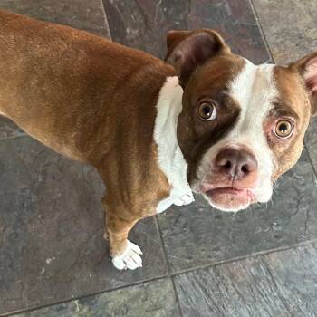 Boxer Dogs Available for Adoption in Egg Harbor City, New Jersey - Lola | PetCurious