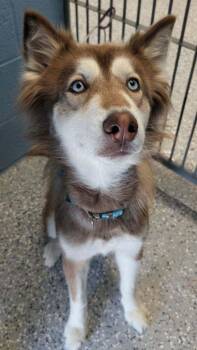 Husky Dogs Available for Adoption in Benson, Arizona - Boa | PetCurious