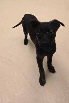 Electra -  Setter and Hound Dog for Adoption in Kalamazoo, Michigan - Electra | PetCurious