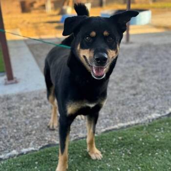 Rosco -  Rottweiler and Mixed Breed Dog for Adoption in Squamish, British Columbia - Rosco | PetCurious