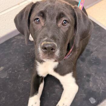 Annie -  Labrador Retriever and Australian Cattle Dog Blue Heeler Dog for Adoption in Evansville, Indiana - Annie | PetCurious