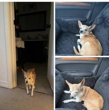 Chiquita -  Chihuahua Dog for Adoption in Panama City, Florida - Chiquita | PetCurious