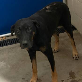Tana - 022801U -  Hound Dog for Adoption in Tupelo, Mississippi - Tana - 022801U | PetCurious