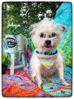 Johnson -  Maltese and Cairn Terrier Dog for Adoption in Sebring, Florida - Johnson | PetCurious