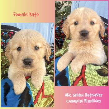 Kate -  Golden Retriever Dog for Sale in Houston, Texas - Kate | PetCurious