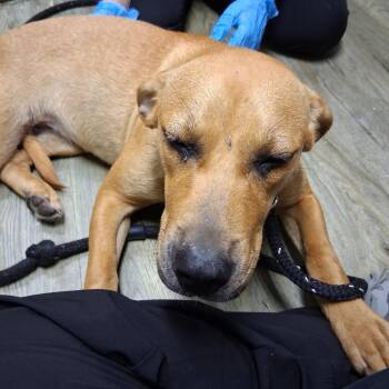 Thumbelina -  Mixed Breed Dog for Adoption in Summerville, South Carolina - Thumbelina | PetCurious