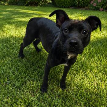Lucinda 26-0397 -  Mixed Breed Dog for Adoption in Yanceyville, North Carolina - Lucinda 26-0397 | PetCurious