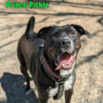 Prince Pickle -  Labrador Retriever and Mixed Breed Dog for Adoption in Oak Ridge, Tennessee - Prince Pickle | PetCurious