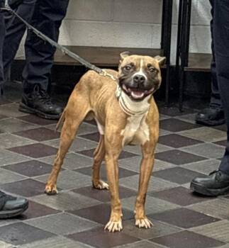 Majesty -  Mixed Breed Dog for Adoption in New York, New York - Majesty | PetCurious