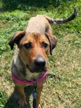 Missy -  Shepherd Dog for Adoption in Whitby, Ontario - Missy | PetCurious