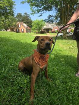Pit Bull Terrier Dogs Available for Adoption in Glocester, Rhode Island - Sweetie | PetCurious