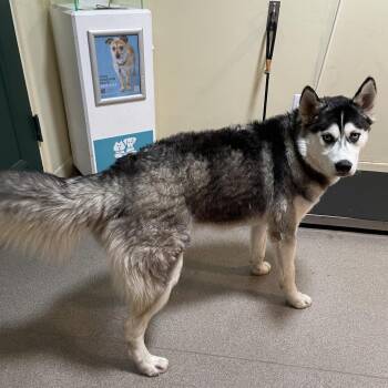 Siberian Husky Dogs Available for Adoption in Pasadena, California - Conrad | PetCurious