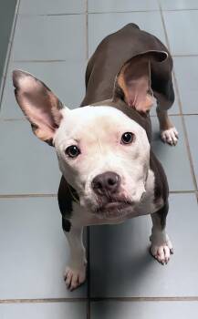 Skittle -  Mixed Breed Dog for Adoption in Nashville, Tennessee - Skittle | PetCurious