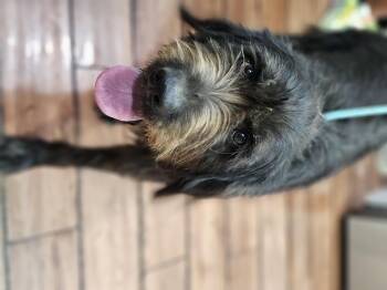 Rescue Briard and Aussiedoodle Dogs for Adoption in Shiloh, Illinois - Albert | PetCurious