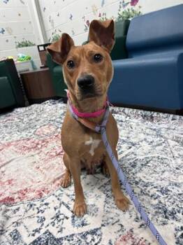 SUGAR -  American Staffordshire Terrier and Mixed Breed Dog for Adoption in Dayton, Ohio - SUGAR | PetCurious