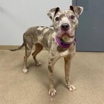 FRECKLES -  Pit Bull Terrier and Mixed Breed Dog for Adoption in Aurora, Colorado - FRECKLES | PetCurious