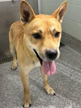 AXE -  Siberian Husky and Pit Bull Terrier Dog for Adoption - AXE | PetCurious