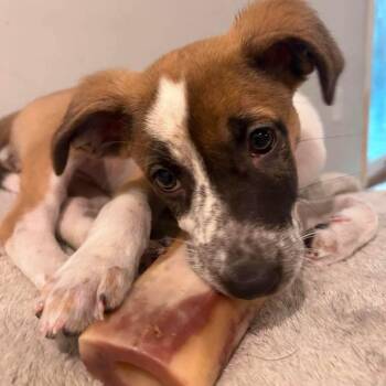 Lettie -  Mixed Breed Dog for Adoption in Jarrettsville, Maryland - Lettie | PetCurious