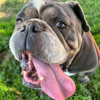 Tiny -  English Bulldog Dog for Adoption in Turlock, California - Tiny | PetCurious