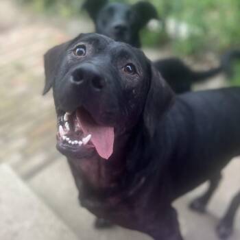 Bear -  Labrador Retriever and Hound Dog for Adoption in Lewis Center, Ohio - Bear | PetCurious