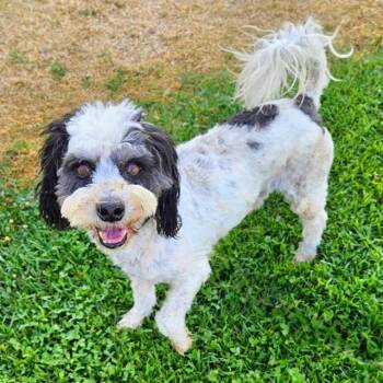 SHERMAN -  Poodle Dog for Adoption in Camarillo, California - SHERMAN | PetCurious