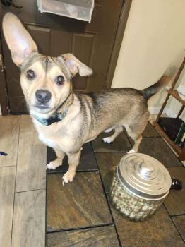 Augie (fka Toby) -  Chihuahua Dog for Adoption in St. Augustine, Florida - Augie (fka Toby) | PetCurious