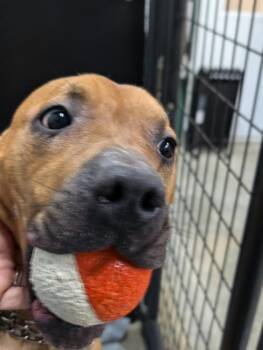 General -  Pit Bull Terrier Dog for Adoption in Osgood, Indiana - General | PetCurious