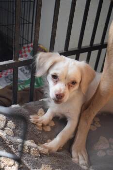 Casper (Shadow) (A111685) -  Chihuahua Dog for Adoption in Pahrump, Nevada - Casper (Shadow) (A111685) | PetCurious