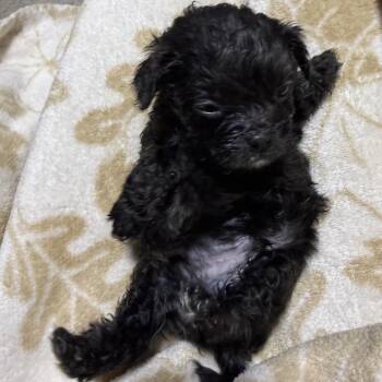 Harper -  Jack Russell Terrier and Mixed Breed Dog for Adoption in West Chester, Pennsylvania - Harper | PetCurious