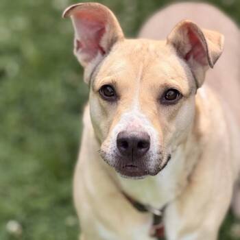 Louise -  Labrador Retriever and Shepherd Dog for Adoption in Sparta, New Jersey - Louise | PetCurious