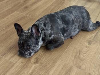 Stocking -  French Bulldog Dog for Adoption in North Freedom, Wisconsin - Stocking | PetCurious