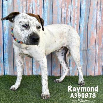 American Staffordshire Terrier and Mixed Breed Dogs Available for Adoption in Conroe, Texas - PRINCETON | PetCurious