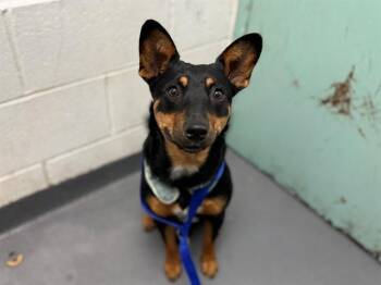 ROSA -  Terrier and Mixed Breed Dog for Adoption in Antioch, California - ROSA | PetCurious