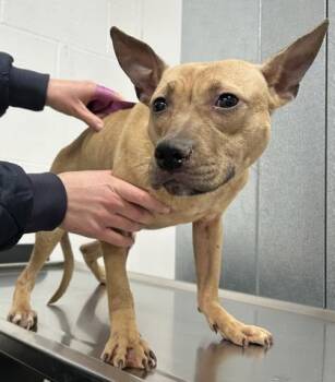 Rescue Pit Bull Terrier Dogs for Adoption in Cleveland, Ohio - Cookie | PetCurious