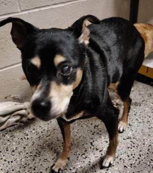 Miniature Pinscher Dogs Available for Adoption in Saint Clairsville, Ohio - Ace | PetCurious