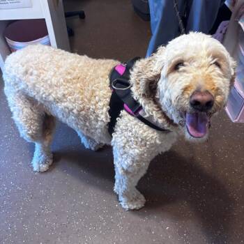 Angel -  Golden Retriever and Poodle Dog for Adoption in Belleville, Illinois - Angel | PetCurious