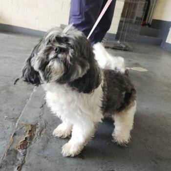 Ralphie -  Shih Tzu Dog for Adoption in Warren, New Jersey - Ralphie | PetCurious