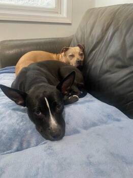 Banderita -  Pit Bull Terrier Dog for Adoption in Crete, Illinois - Banderita | PetCurious