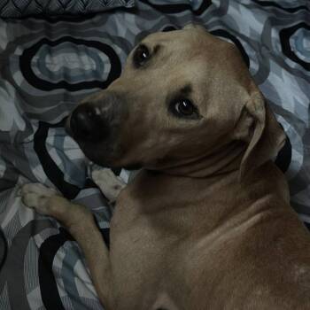 Yellow Labrador Retriever Dogs Available for Adoption in Washington, Pennsylvania - Gravy | PetCurious