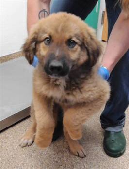 BOOMER -  German Shepherd Dog and Mixed Breed Dog for Adoption in Albuquerque, New Mexico - BOOMER | PetCurious
