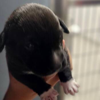 Applejack -  Labrador Retriever and Mixed Breed Dog for Adoption in Tampa, Florida - Applejack | PetCurious