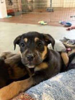 Mixed Breed Dogs Available for Adoption - Cheese | PetCurious